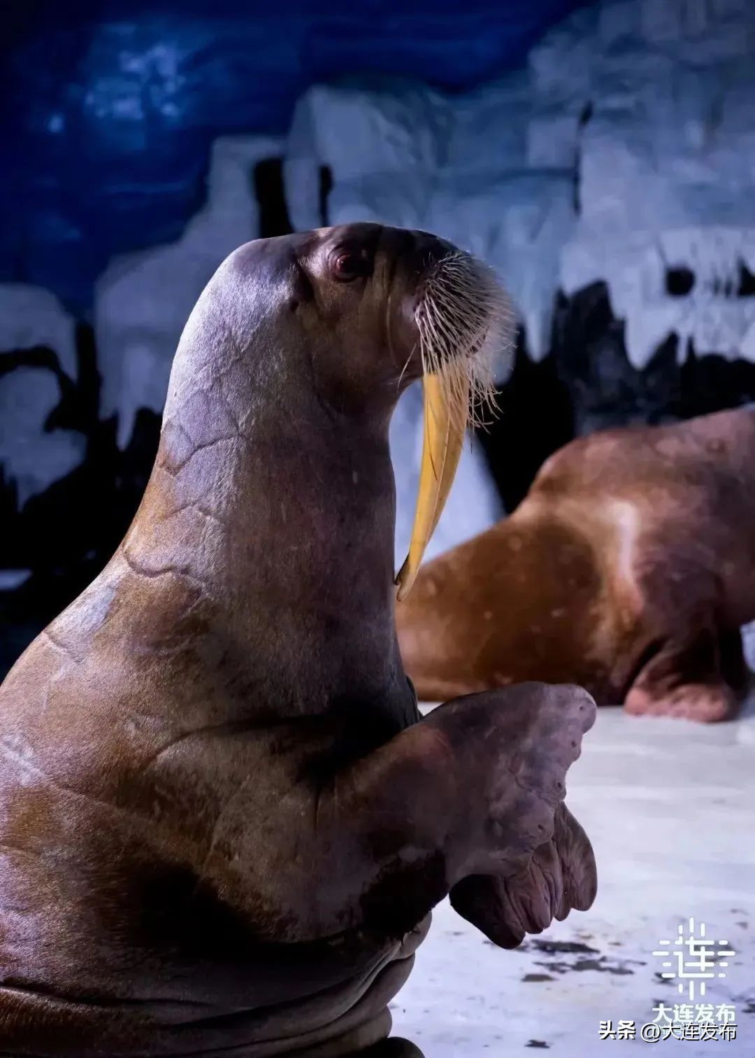 大连可以洗澡的海滩,大连既可以赶海又能洗海澡