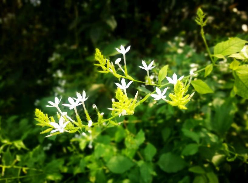 一年花信过满院绿阴多，古诗词里的春天绿阴，这匆忙的时光啊