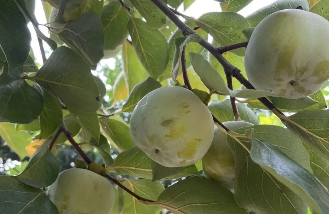 柿子生长期如何防落果,柿子九月份的病虫害管理