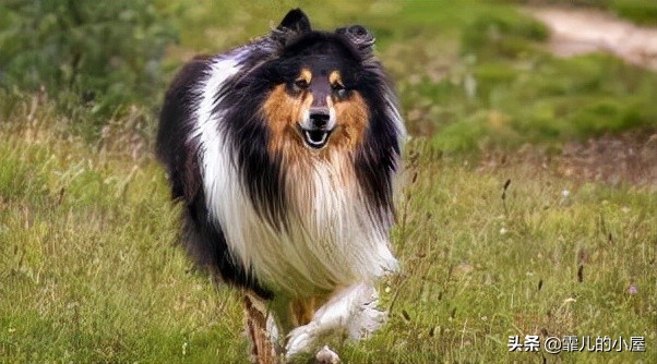 如何让你挑到称心如意的犬类宠物？一起来看看这份宝典指南吧