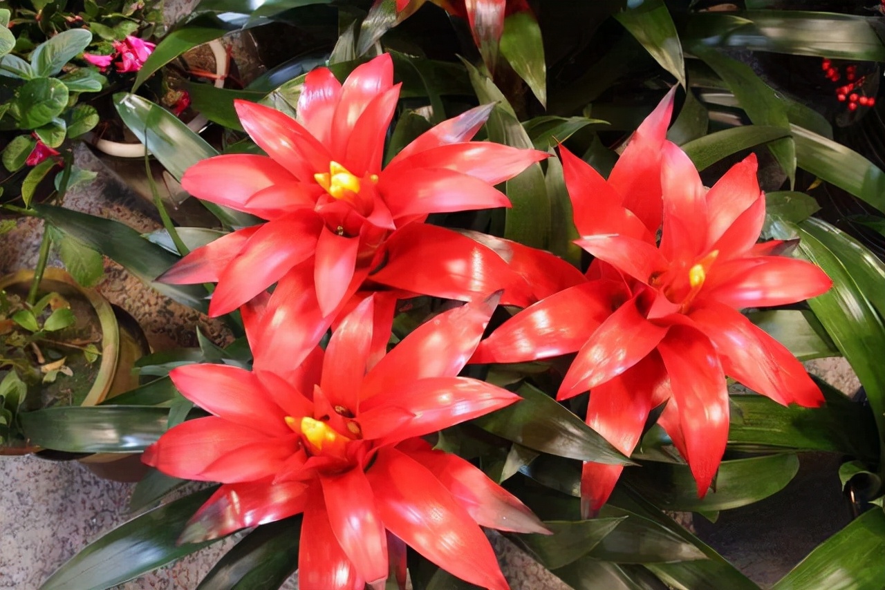 琚獥浜嗕竴娆″氨寰堥毦鎵惧洖鏉ヤ簡,琚獥鍚庤姳浜嗕竴骞磋蛋鍑烘潵