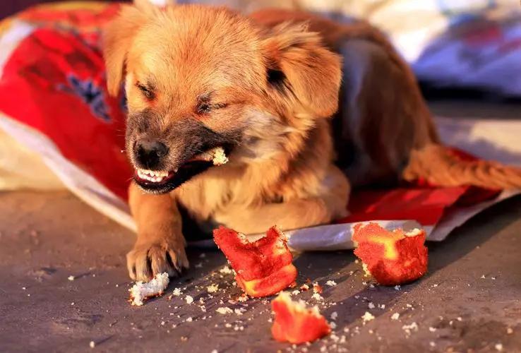 狗狗发出咯咯的声音是怎么回事,狗狗咳咳咳好像卡喉咙似的怎么办