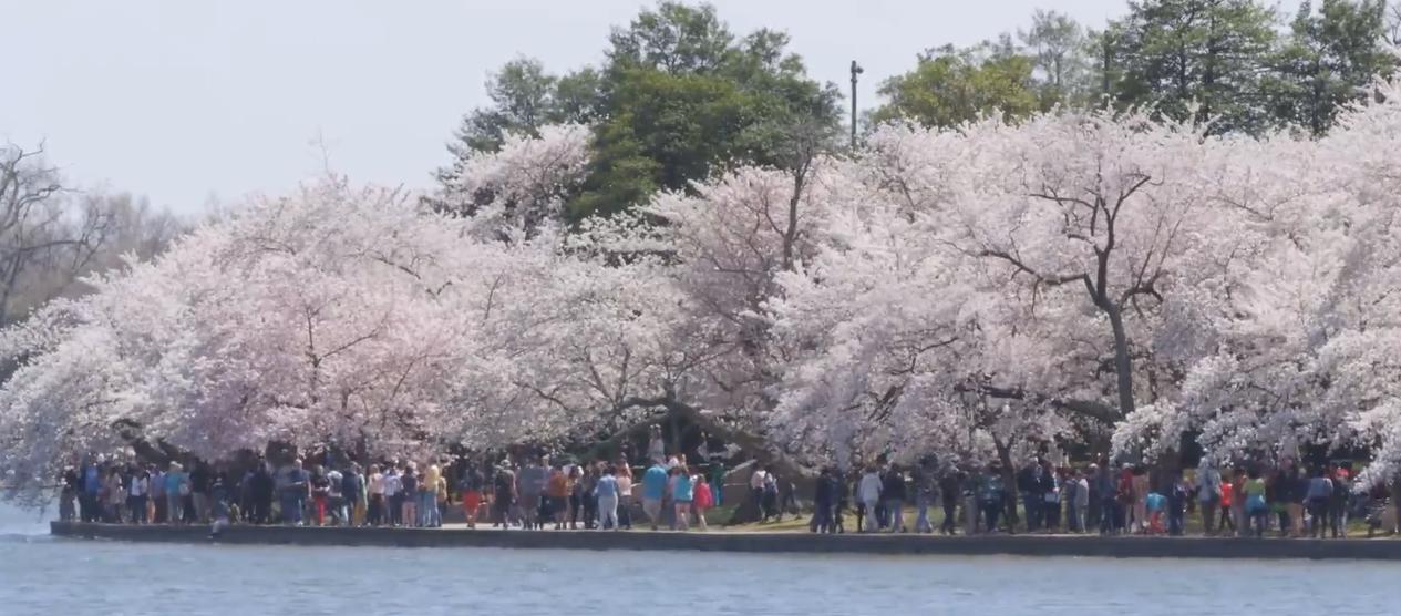 日本樱花季关西赏樱地攻略,关西赏樱旅游攻略