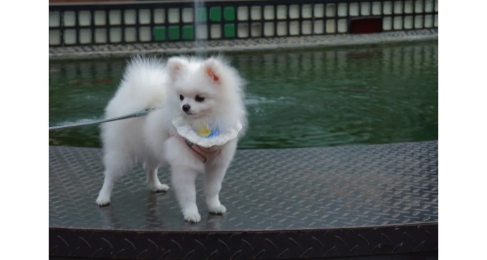 蚂蚁王国疯狂动物城,疯狂动物城初级版