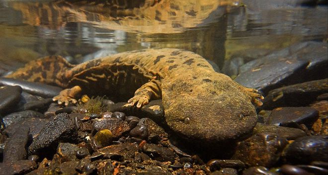 大鲵选育研究和病毒疫苗研发