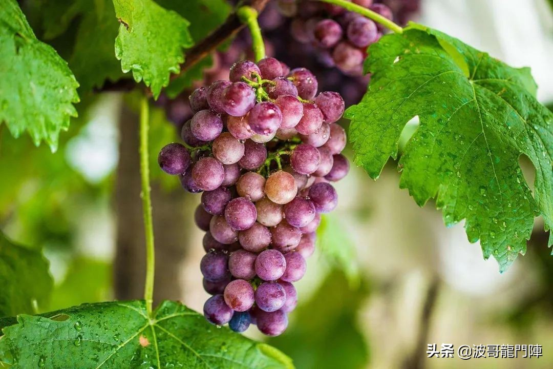 鎴愰兘鎿嶅摜缇庨鏀荤暐,鎴愰兘鎿嶅摜缇庨