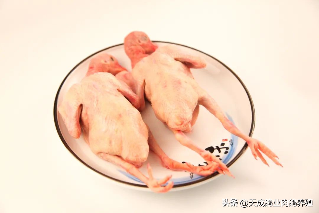 天成鸽业的现状,天成鸽业信鸽