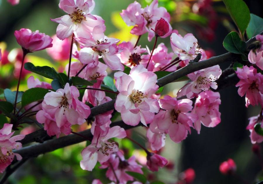 五种花不宜送人,哪些花养在家里不吉利