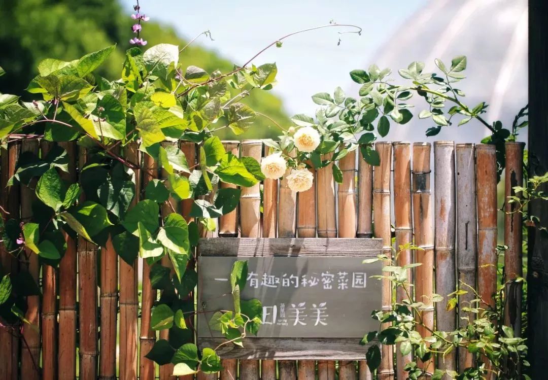 苏州姑苏区最值得推荐的民宿,苏州阳澄湖美人腿农家乐