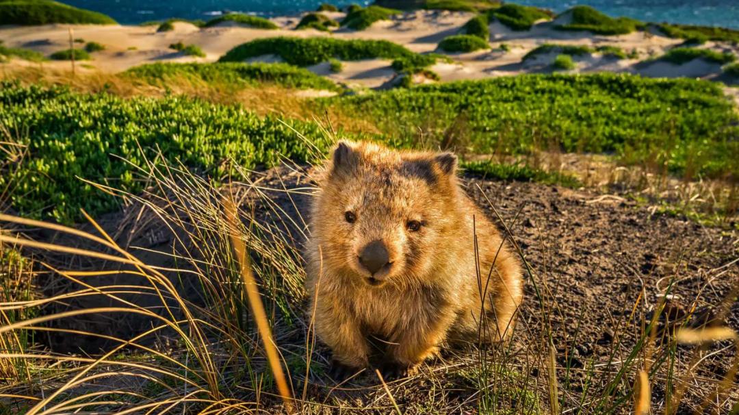 澳大利亚野马泛滥成灾,澳大利亚野马现状