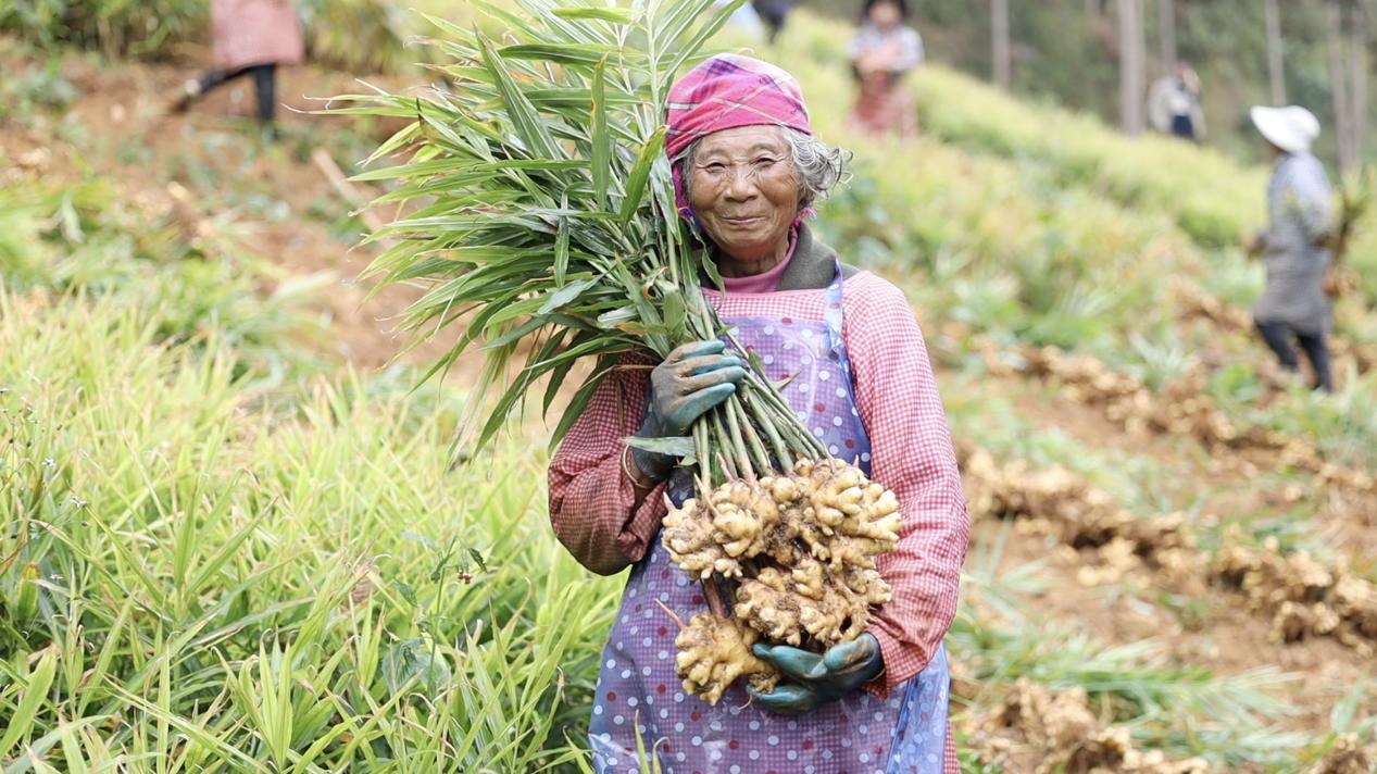 云南省文山州马关县韦铭：90后边境青年，返乡创业打“姜山”