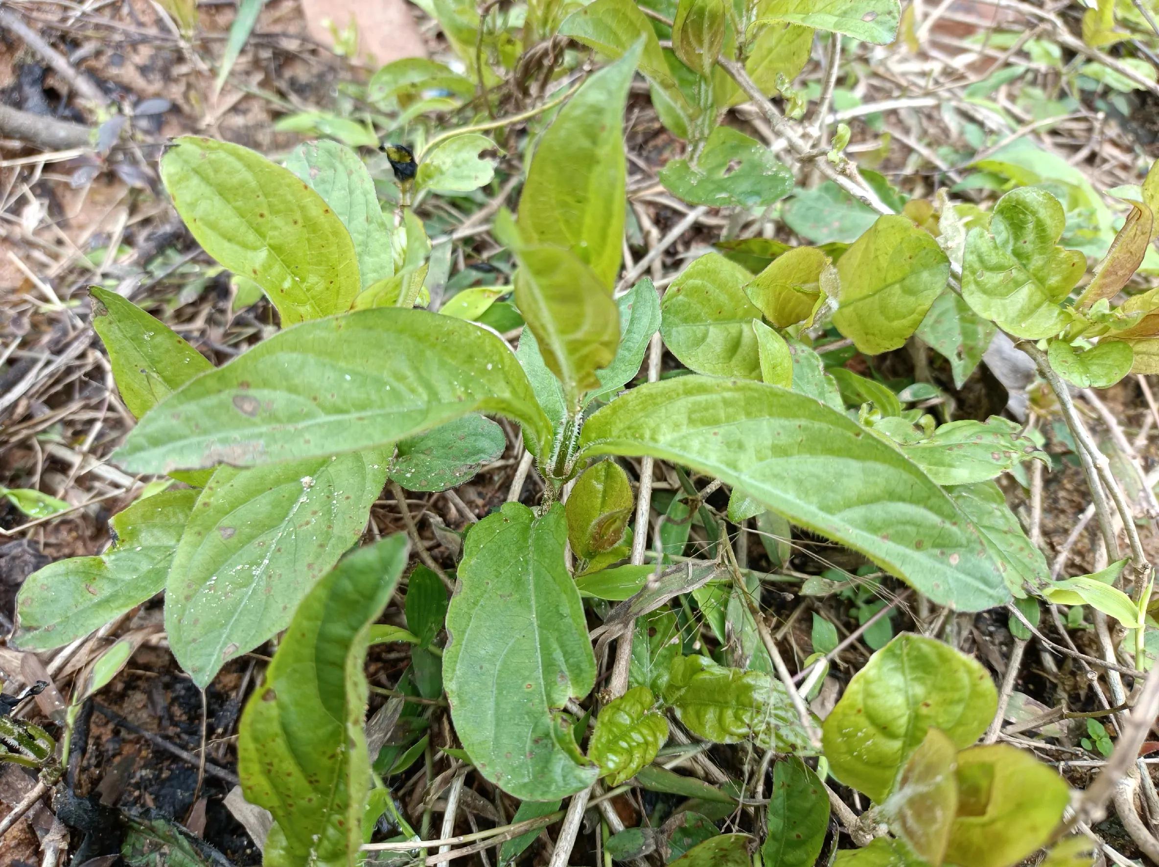 春节吃的野菜有哪些,春季常吃5种排毒菜