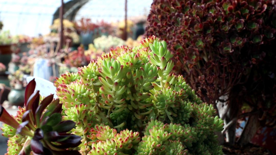 拉萨今年五一旅游多少人,五一拉萨旅游合适吗