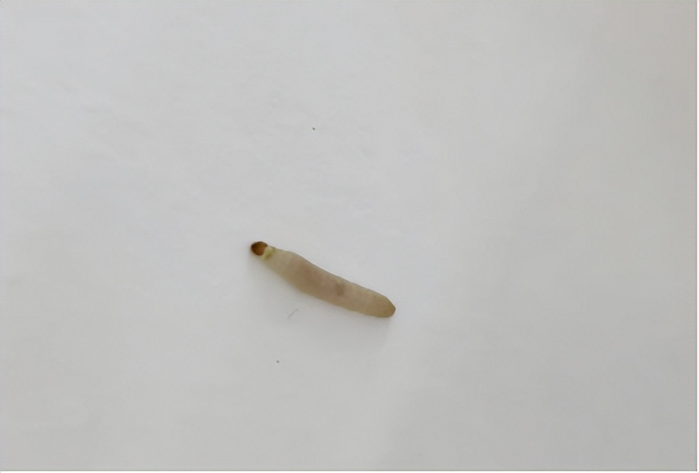 家里突然出现黑飞蛾,家里发现不明虫子应该找哪个部门