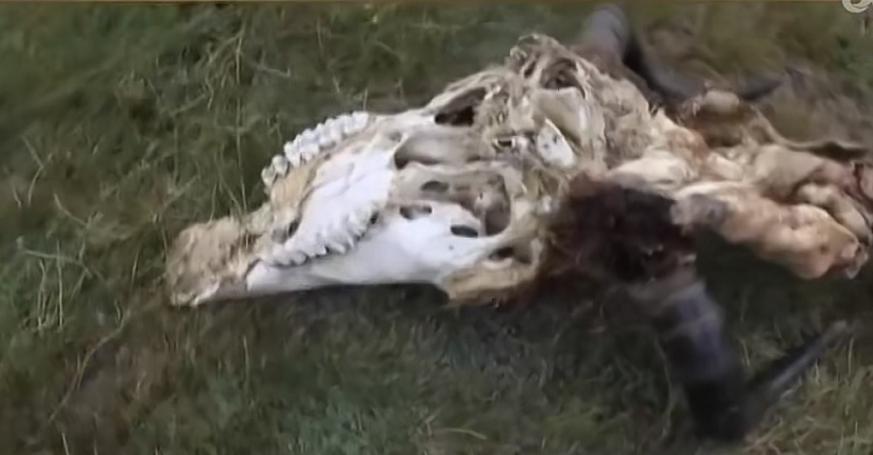 柴达木怪湖之谜,青海湖恶魔之眼为什么吸引动物