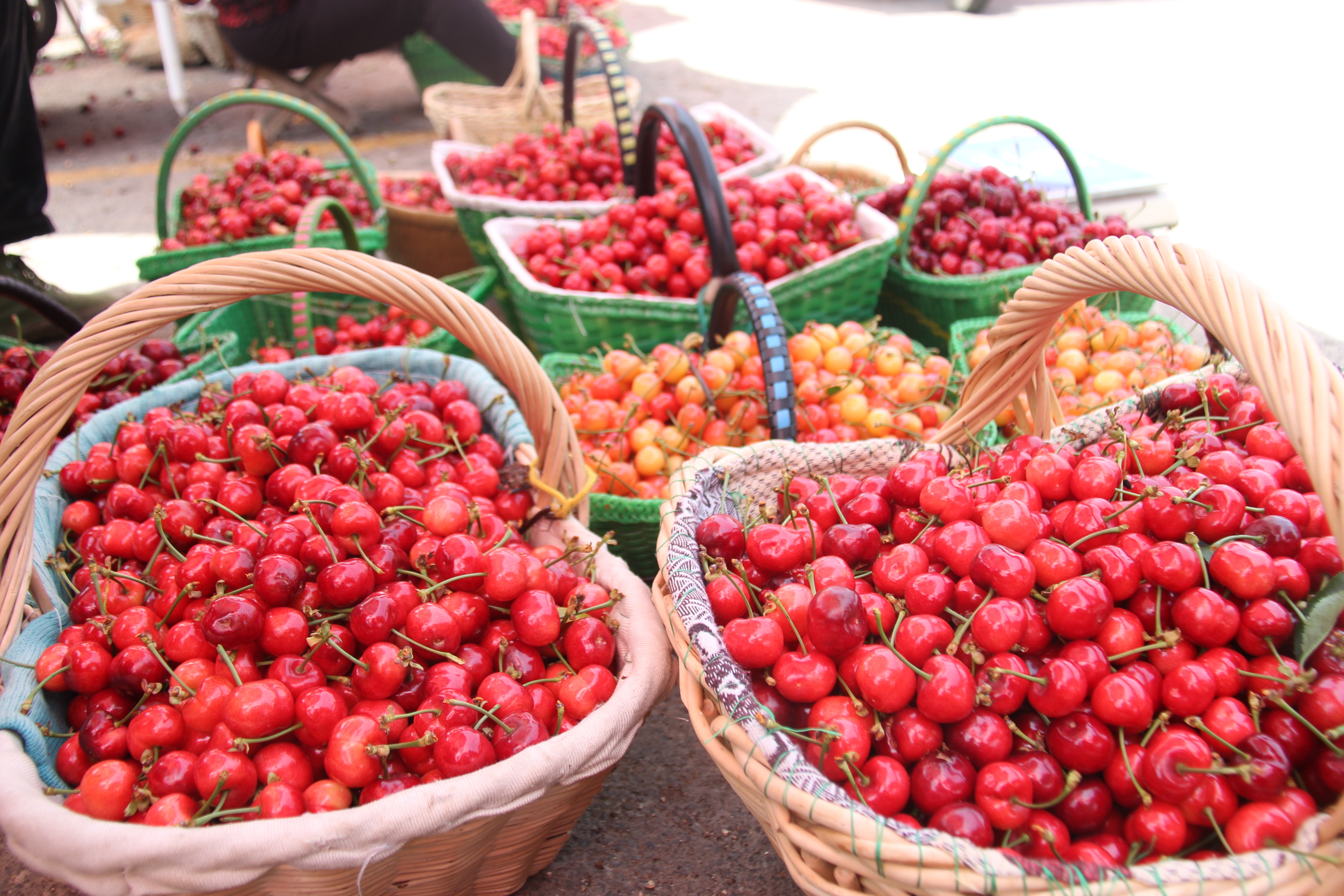 栖霞市庙后佳红樱桃苗,山东烟台庙后大樱桃产业基地