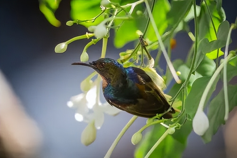 增广贤文精华120句,千古名篇增广贤文精华10句