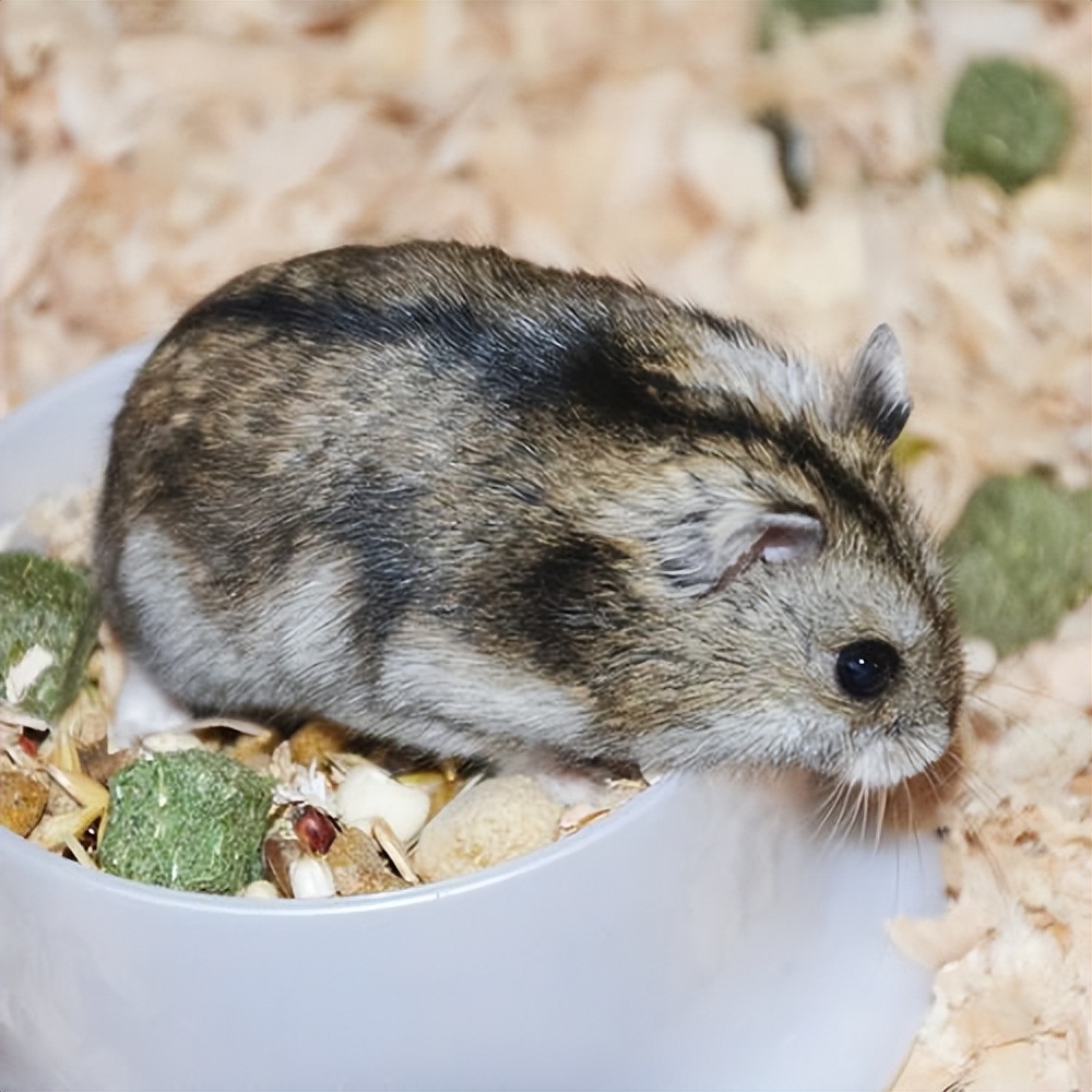 新手养仓鼠的视频,新手养一只小仓鼠