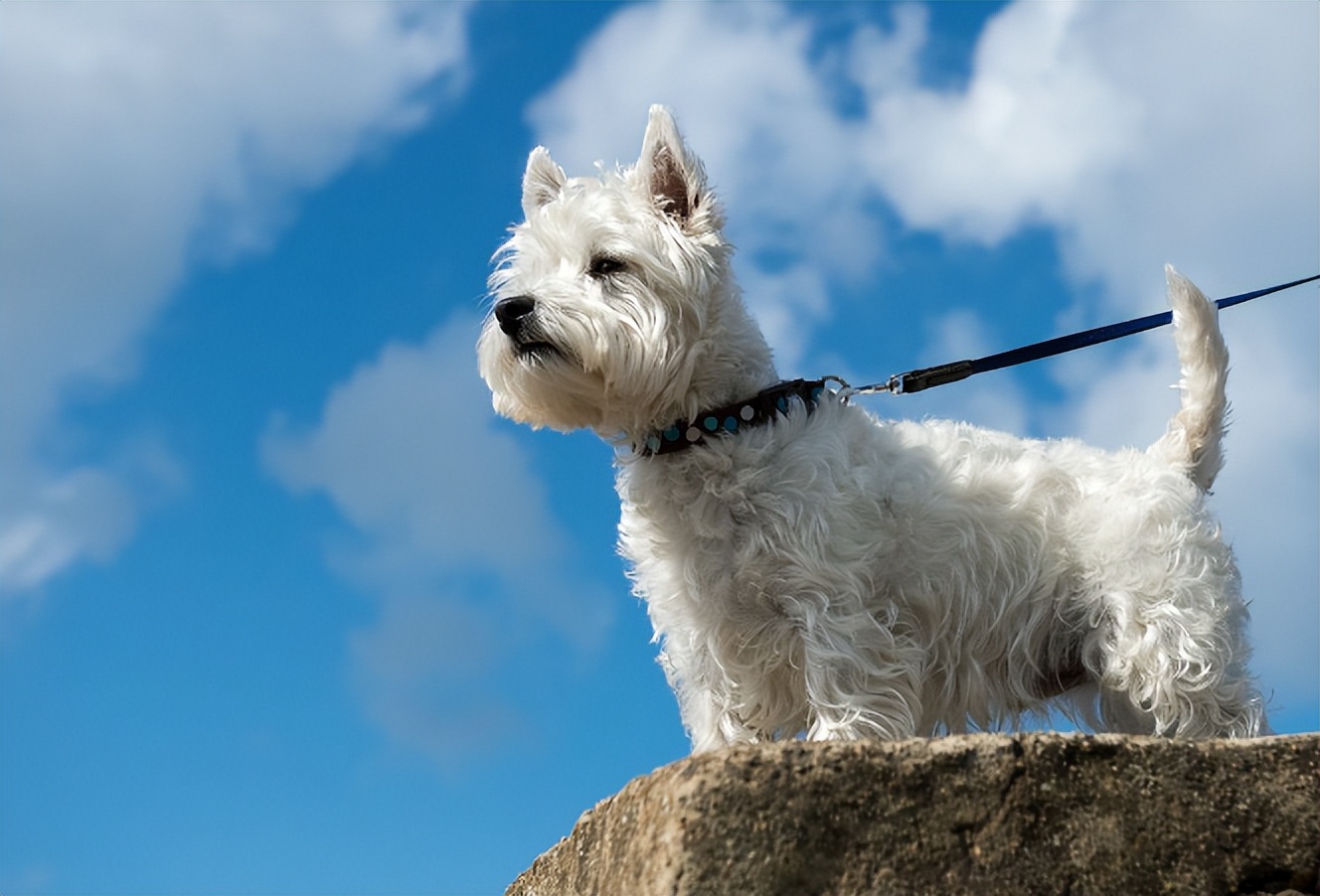 这几种狗性格温顺很适合家养,公认最温顺的七种狗你家上榜了吗