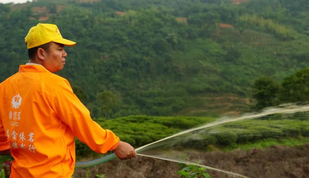 福建畲依茗白茶有限公司,福鼎市畲依茗白茶有限公司