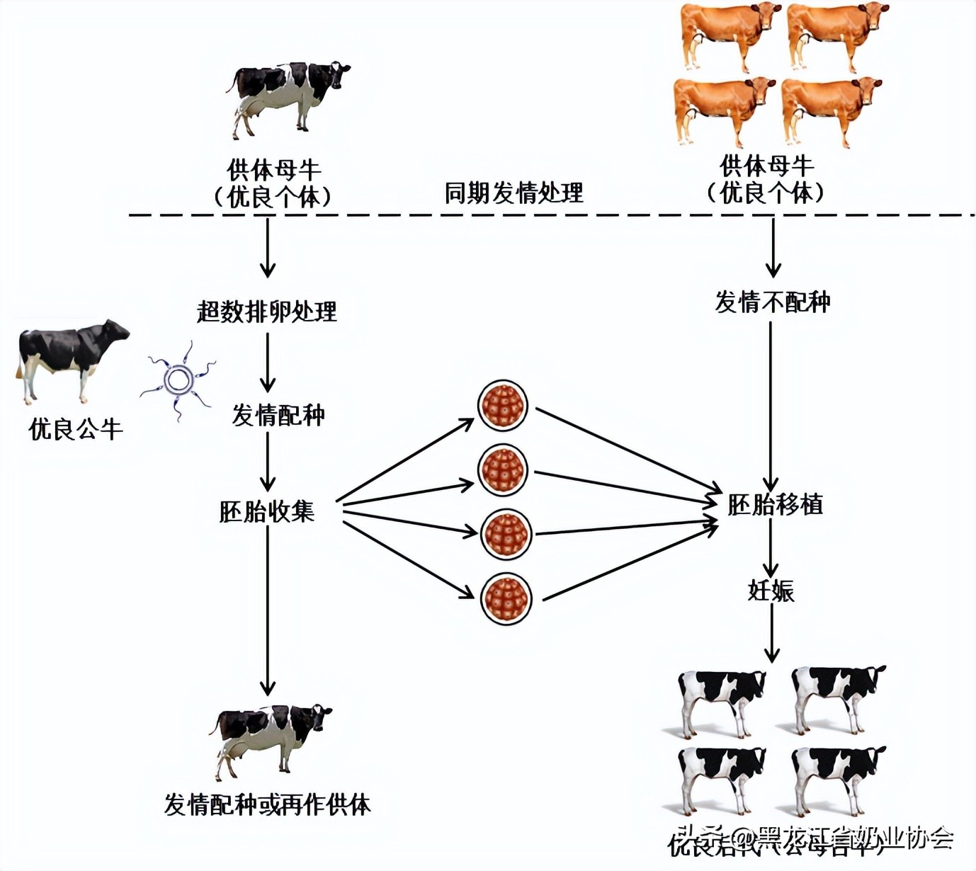 奶牛移植胚胎是怎么回事,奶牛胚胎移植技术研究进展