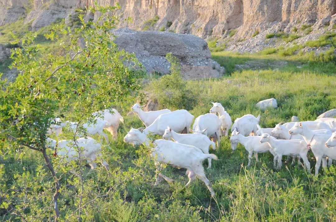 朵恩婴儿羊奶粉,品质朵恩羊奶粉