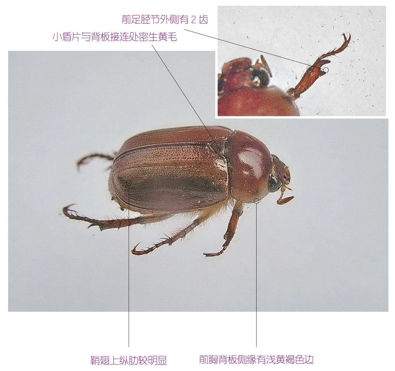 30种可以吃且美味的虫子图,33种昆虫图片大全