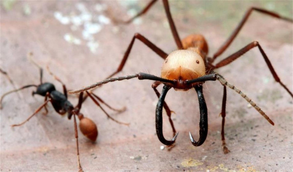 澳洲连蚂蚁都是狠角色？父子露营发现蚂蚁撕咬毒蛇，差点只剩白骨