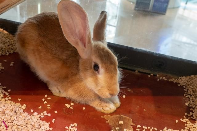 广州白云山风景区出现蛇,广州哪个景区好多蛇