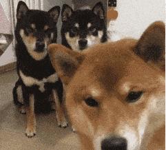 狗的繁衍方式和后代,自然界狗是怎么进化来的