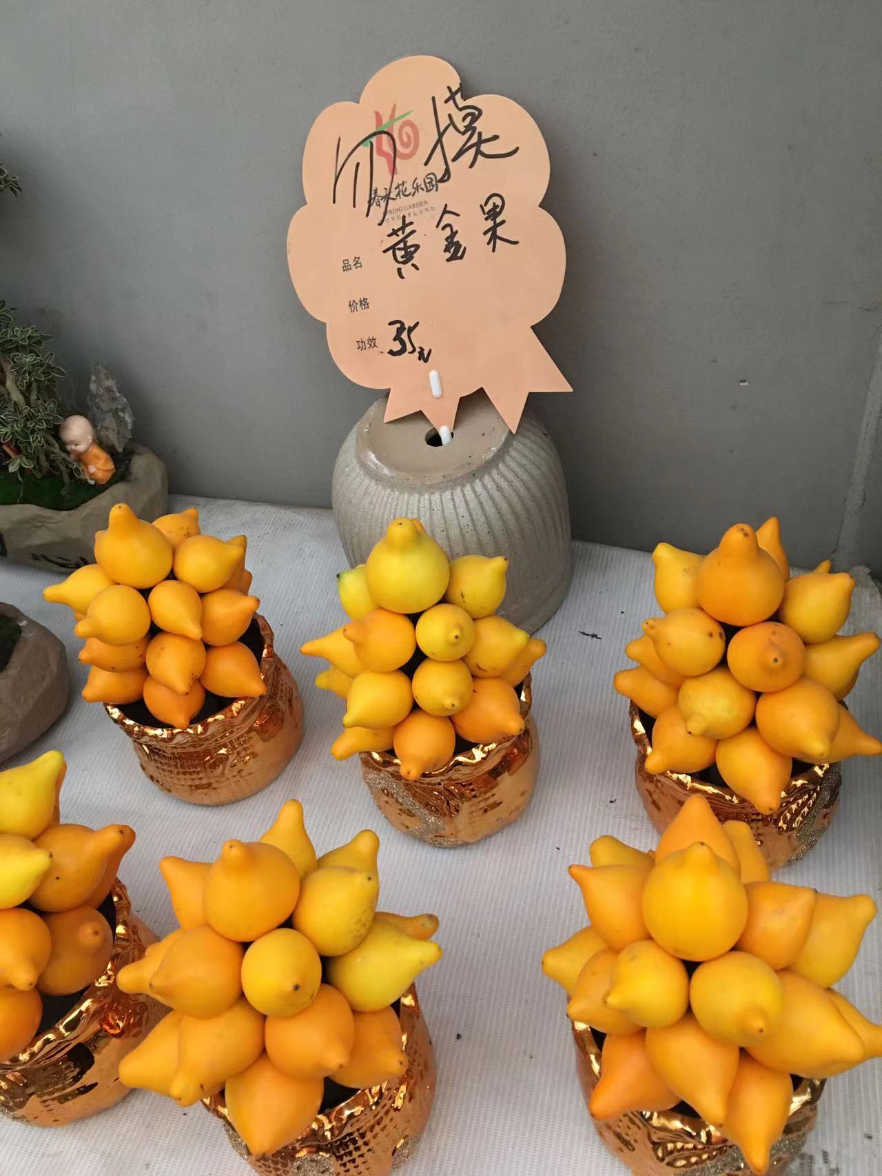 成都春天花卉市场哪里最便宜,成都温江区最便宜的花卉市场