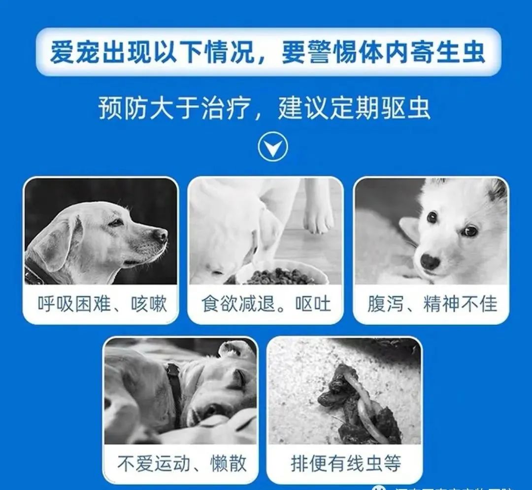 铲屎官注意了，猫咪常见寄生虫汇总，要牢记