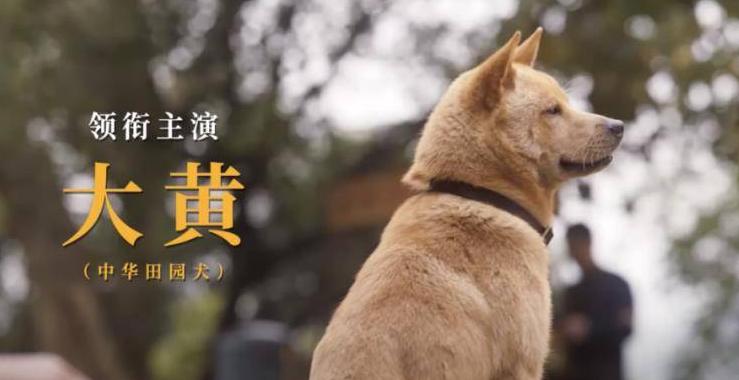 泪目瞬间的感人电影忠犬八公解说,忠犬八公看哭了