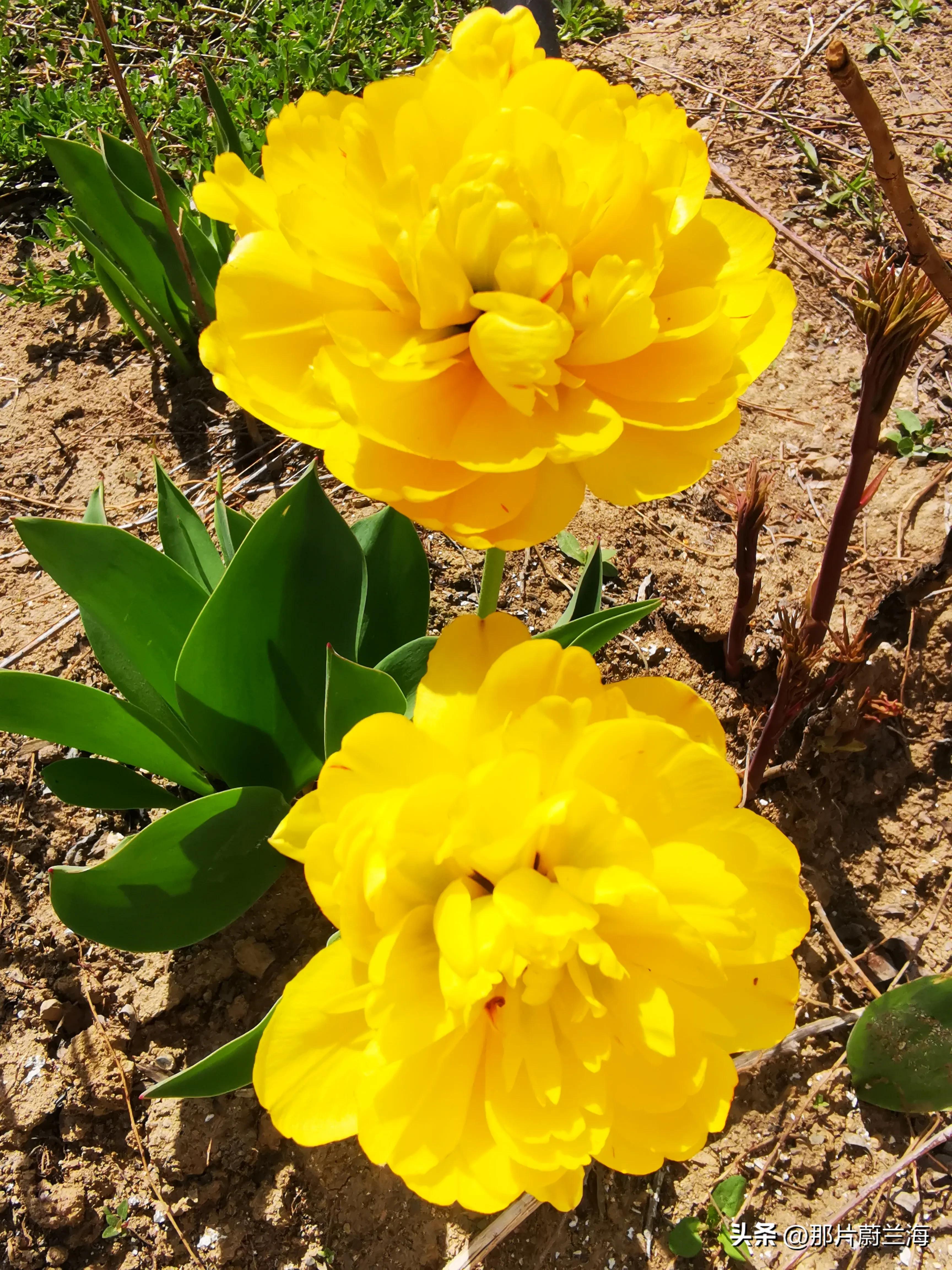 郁金香的花语最浪漫的,郁金香浪漫花语