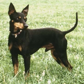 小型犬磨牙玩具,俄罗斯玩具犬多少钱