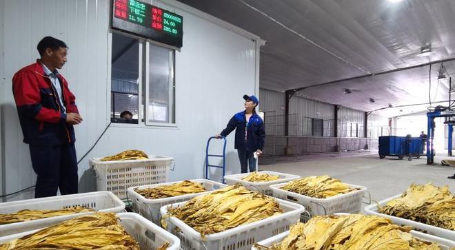 湖北竹山：金叶子飘飞，带富一方