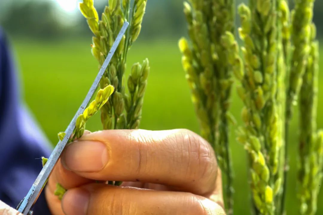 物种进化和系统升级,物种重塑