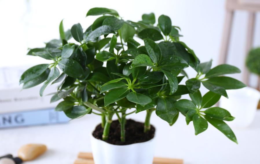 5种花是懒人养花首选,人养花花养人适合室内养的6种花