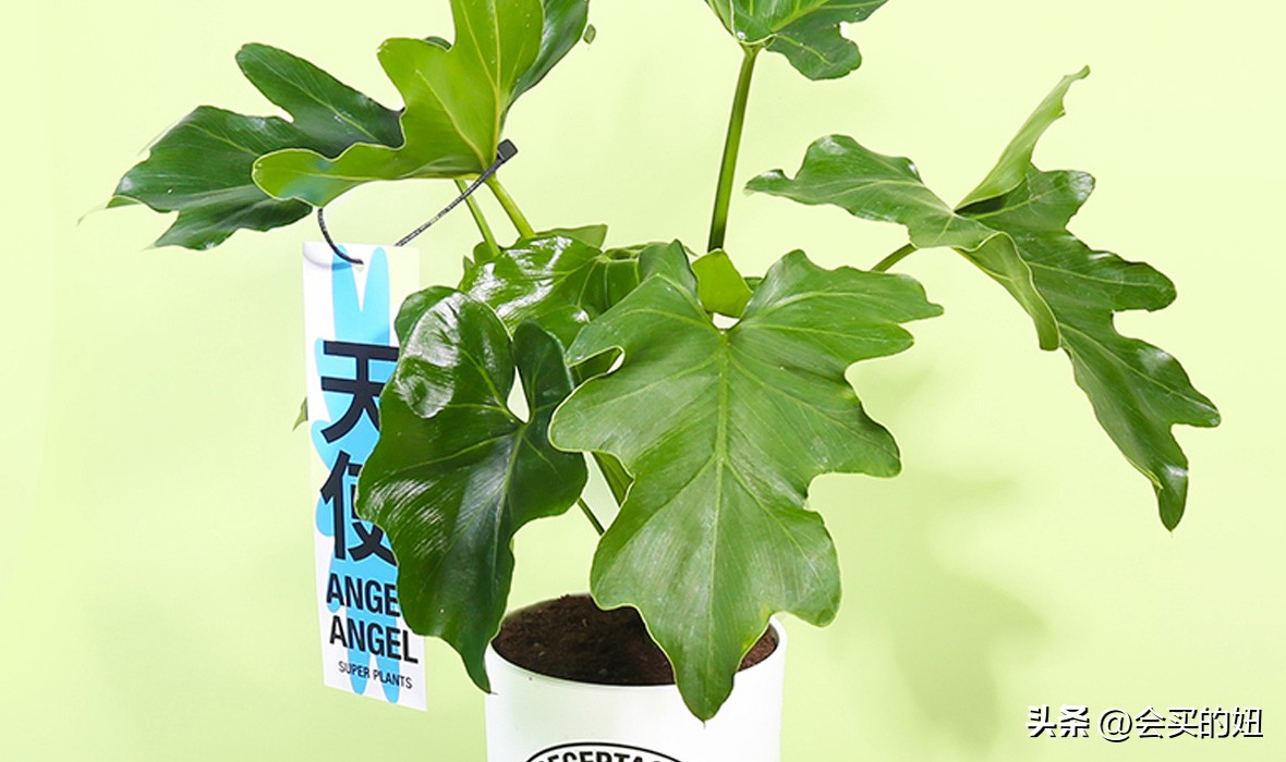 好看的绿植店铺推荐,招财又好养的店铺绿植