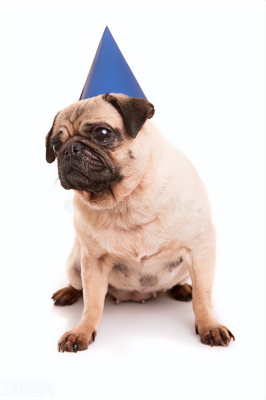 本地土狗哪些品种比较过大众一点,中国土狗都有哪些