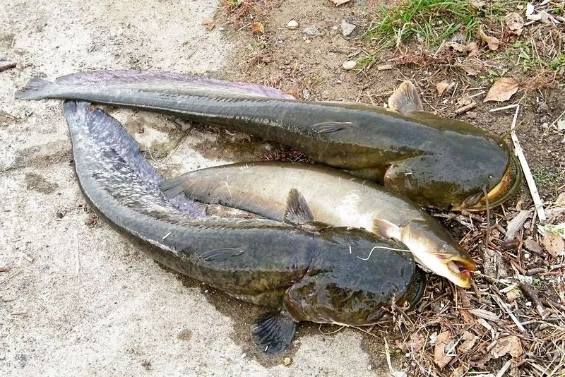 黑龙江三花五罗十八子图片,黑龙江名鱼三花五罗