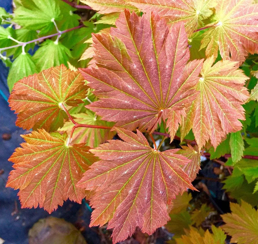 「秋天必看」枫树图鉴22年版——鸡爪枫及日本枫篇