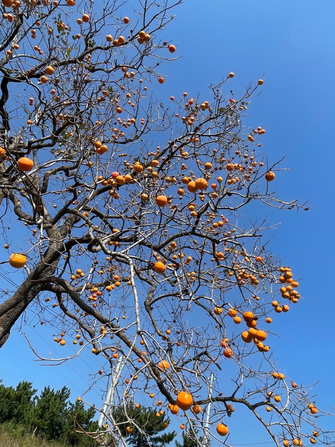 《懂懂骑山东》--烟台招远市