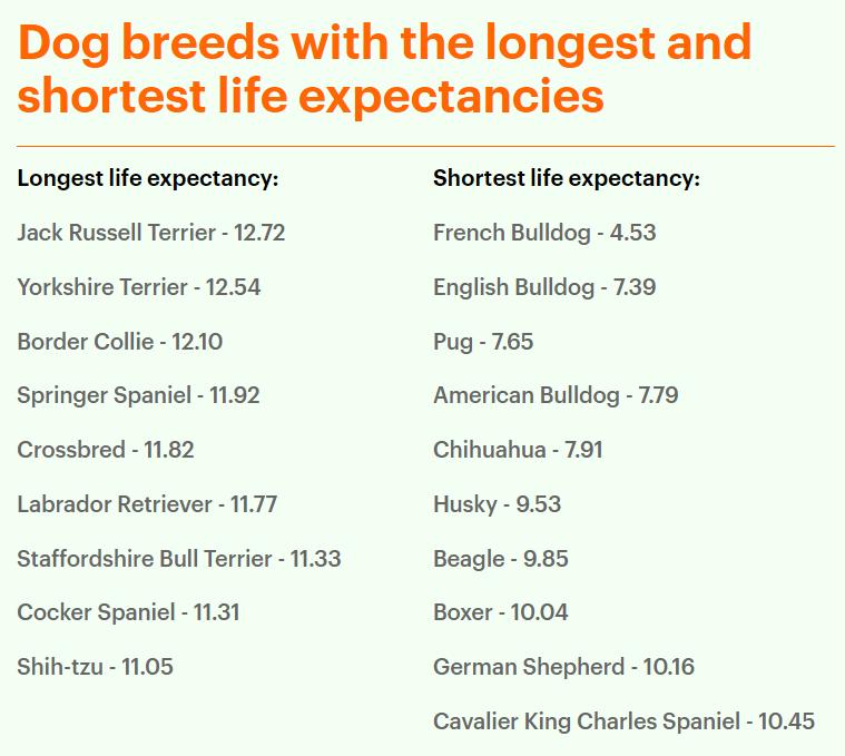 巴哥犬最大的特点,巴哥犬的3个优点和4个缺点