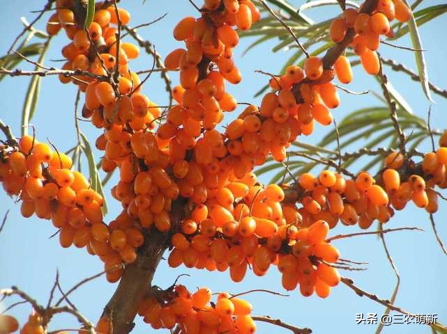 家乡的野果香甜可口,自家种的奇异果味道特别好吃