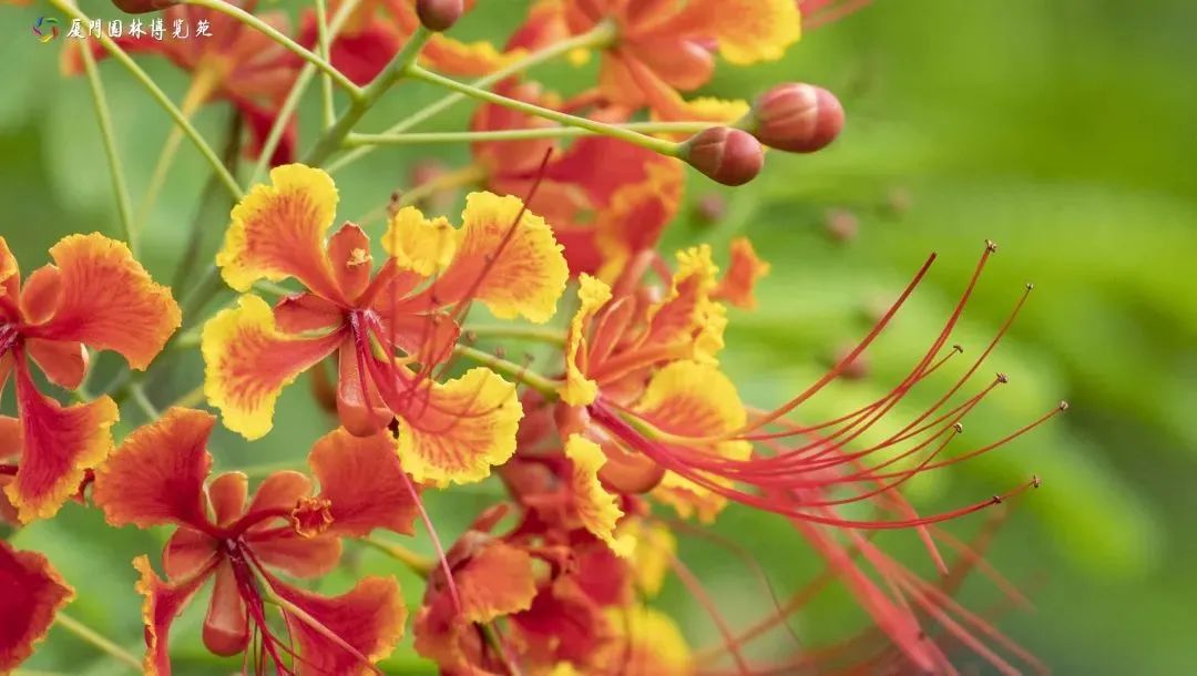 集美最值得去玩和吃的地方,厦门集美值得去的地方推荐