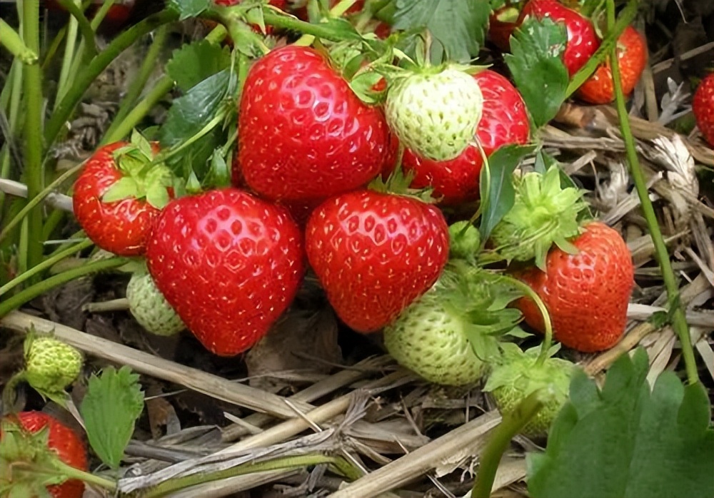 草莓的秘密,草莓的10种秘密