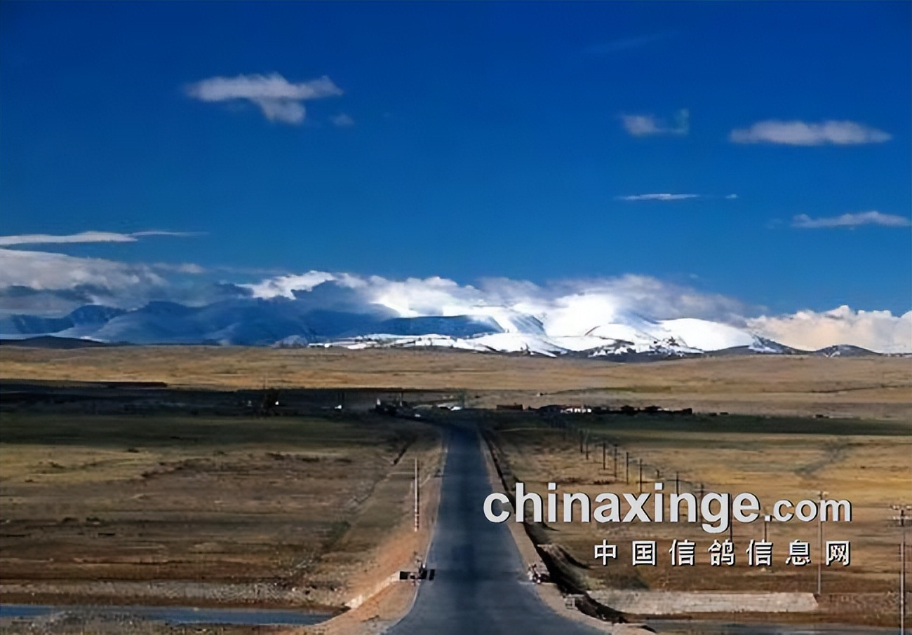 哈密超远程冠军信鸽图片,超远程赛鸽纪录