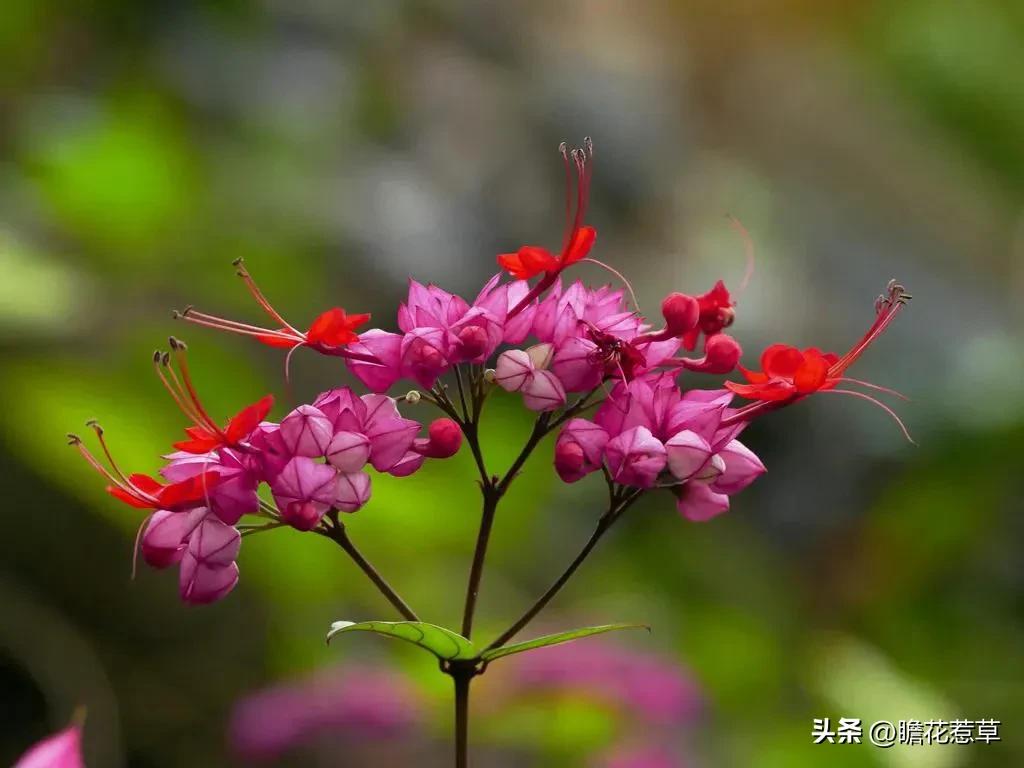 美得令人惊艳的花,世上最美的十种花样子