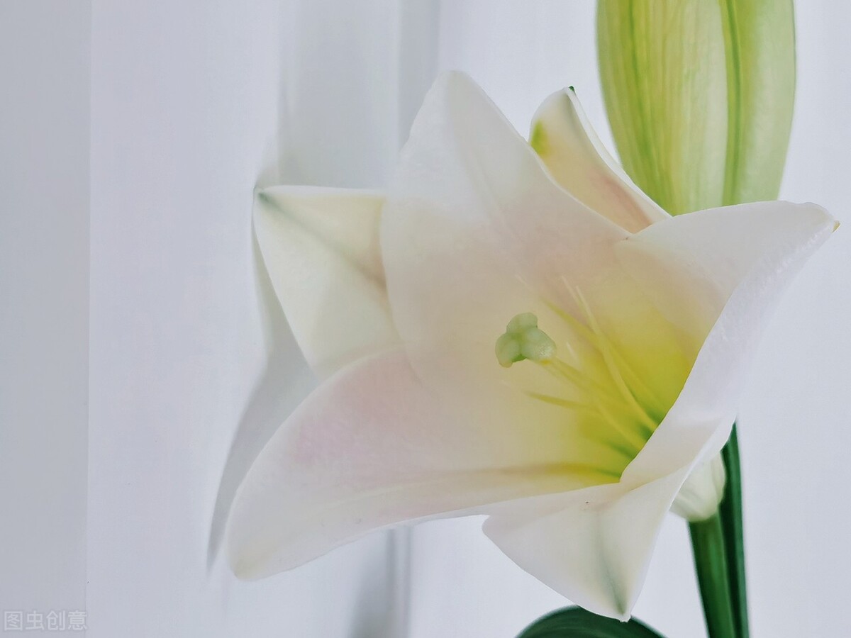 七夕应该送什么样的玫瑰花,七夕情人节适合送红玫瑰吗